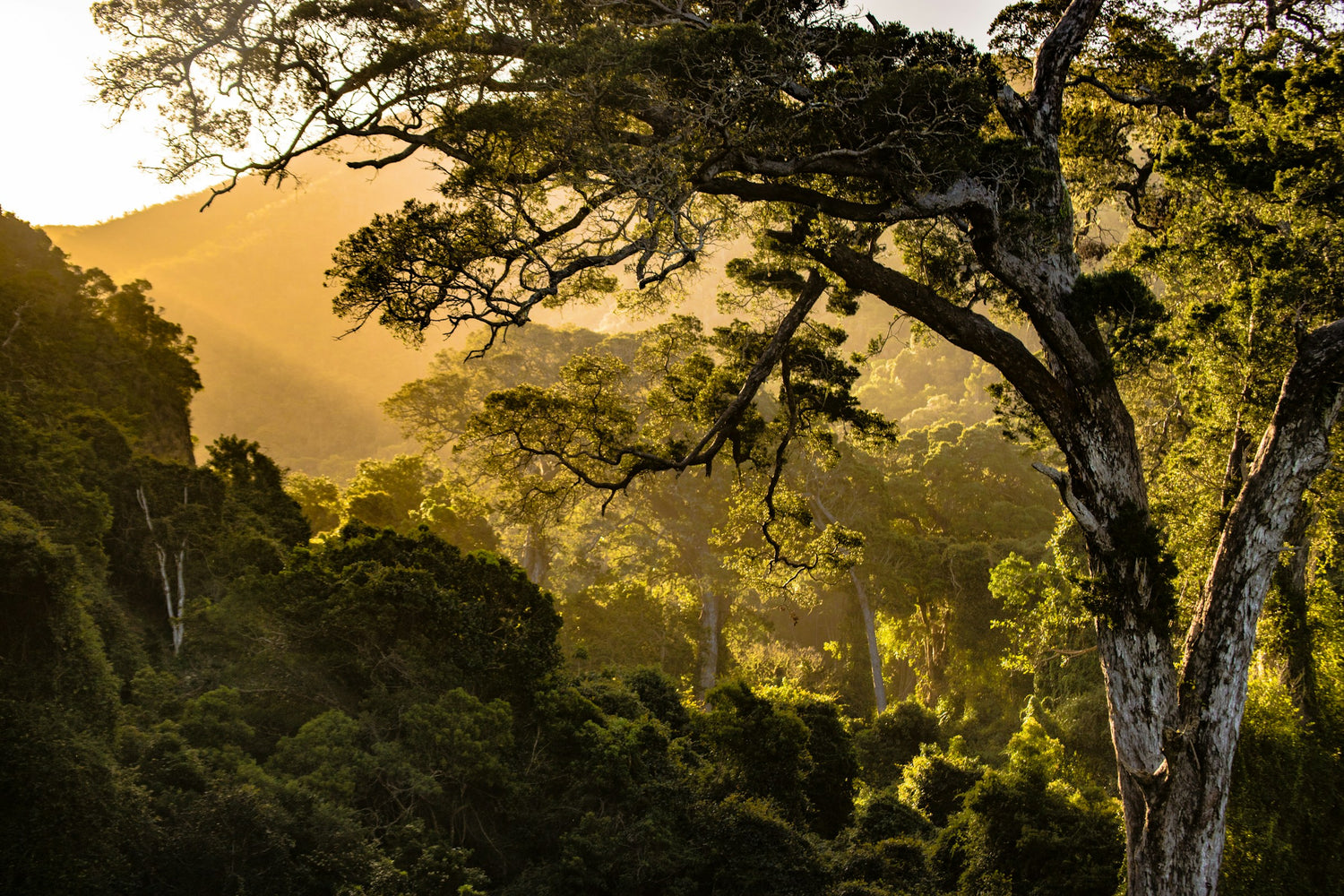 Sunbathed forest