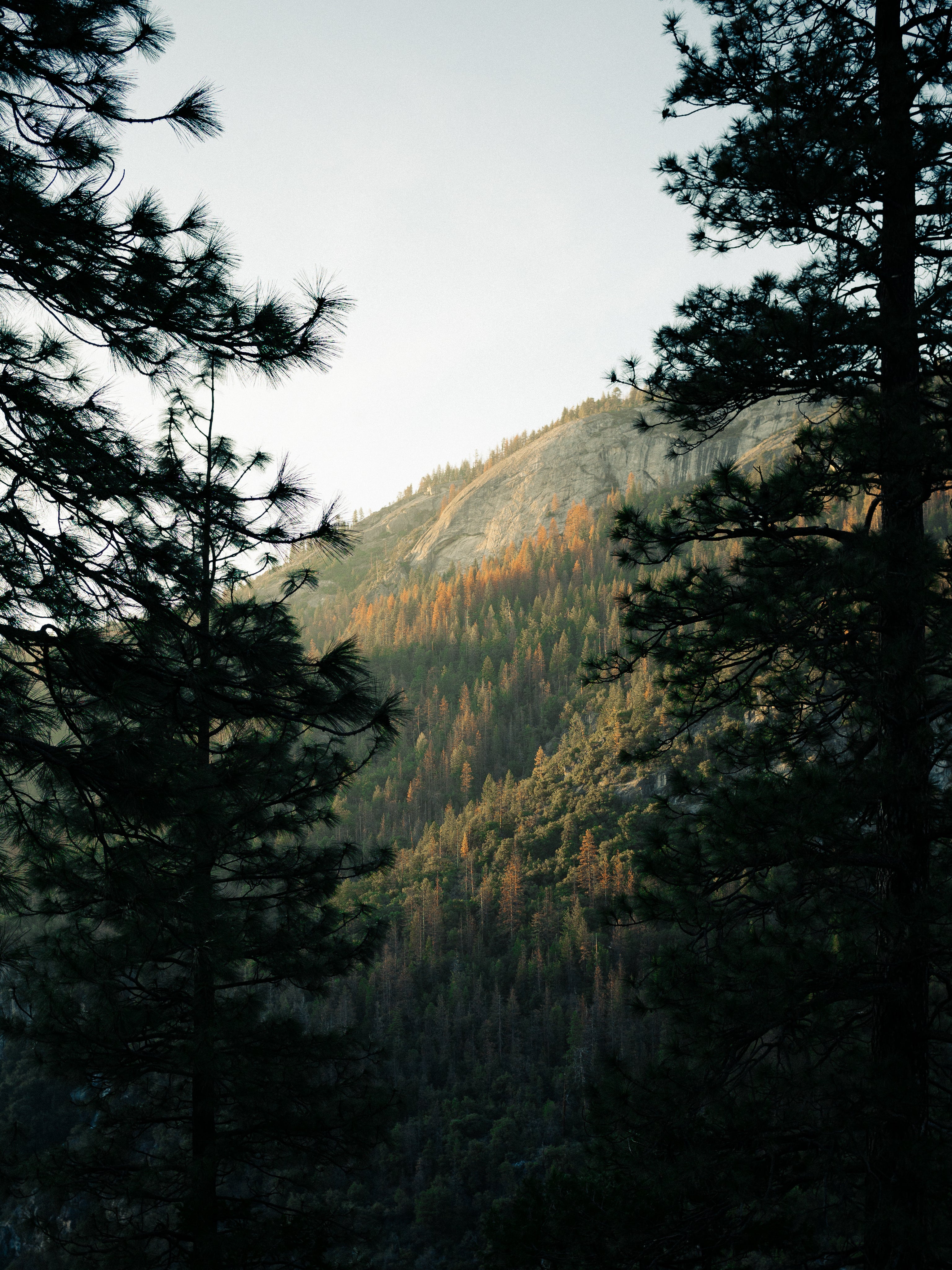 A beautiful fall mountain with green and orange trees in the sunlight